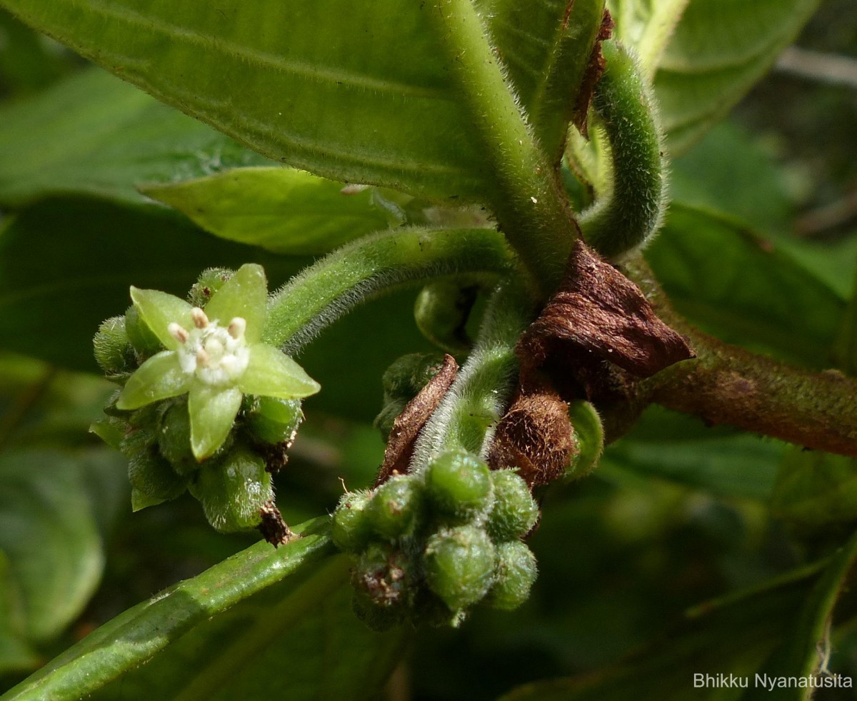 Psychotria dubia var. dubia (Wight) Alston